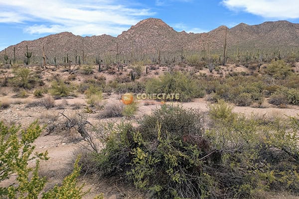 Saguaro National Park