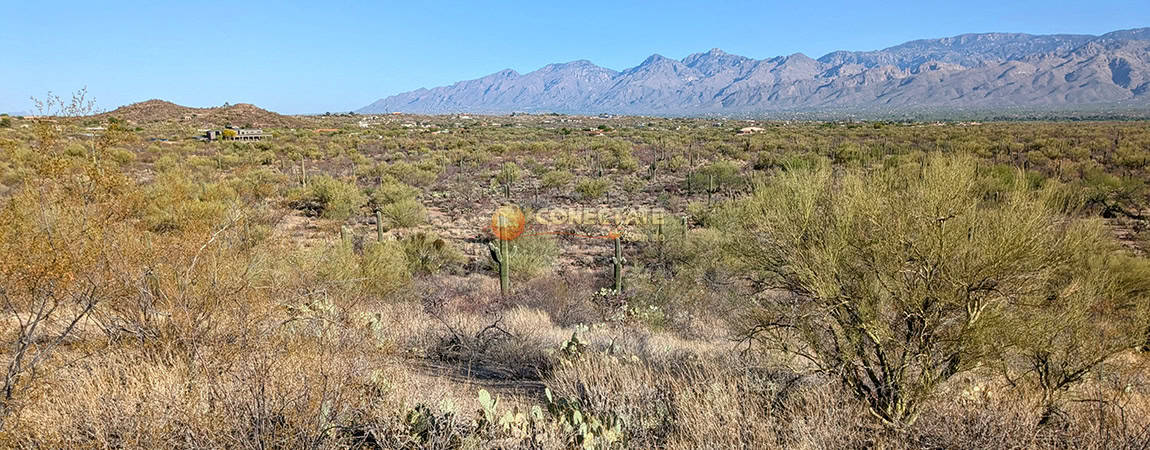 Saguaro National Park