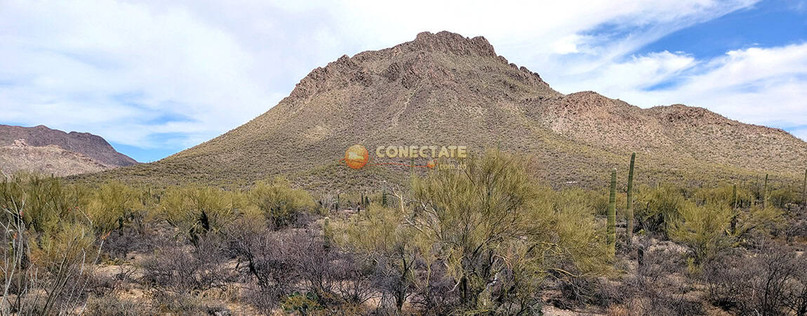 Saguaro National Park