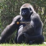 Gorilla
