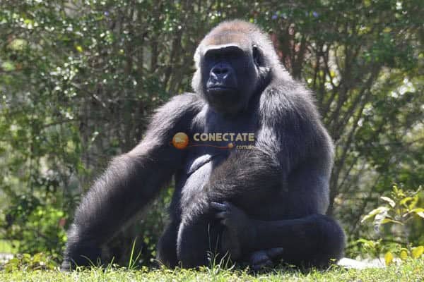 Gorilla