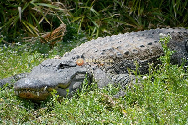 AMERICAN ALLIGATOR