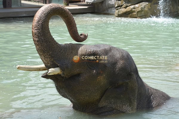 Asian Elephant