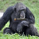 Chimpancé