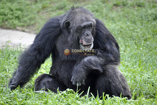 Chimpancé